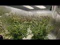 Automated grow room harvest every 30 days