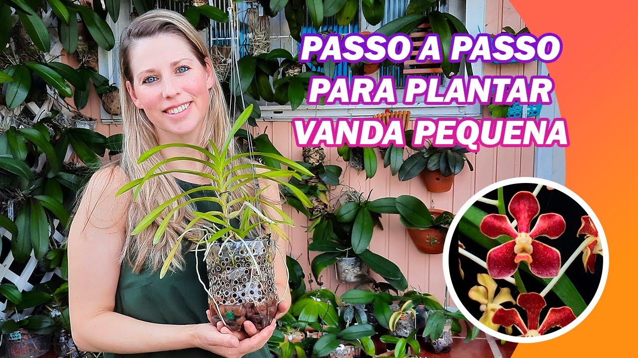 Como Plantar Orquídea Vanda em Vaso