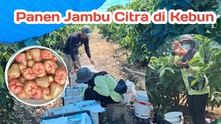 VLOG PANEN JAMBU CITRA DI KEBUN TEGALDLIMO BANYUWANGI