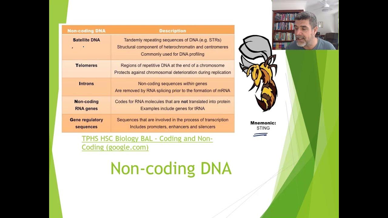 GC#7 Coding and Non coding DNA - YouTube
