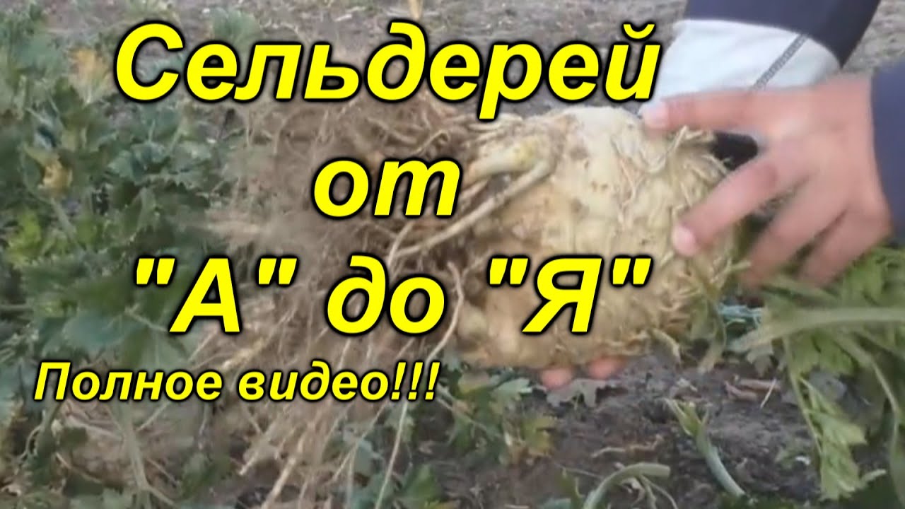 Корневой сельдерей - выращивание от начала и до конца в одном видео!