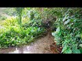 Mendengarkan Suara Gemericik Air Kicauan Burung Dan Hembusan Angin Di Alam Mp3 - Mp4 Download