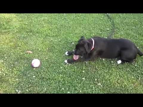 Breed Society For Dogs That Reverse Breed Breed Society For Dogs That Reverse Breed