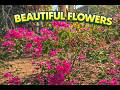 alm Forest Morning 🌲 Natural Sounds for Relaxation &amp; Stress Relief#natural #flowers