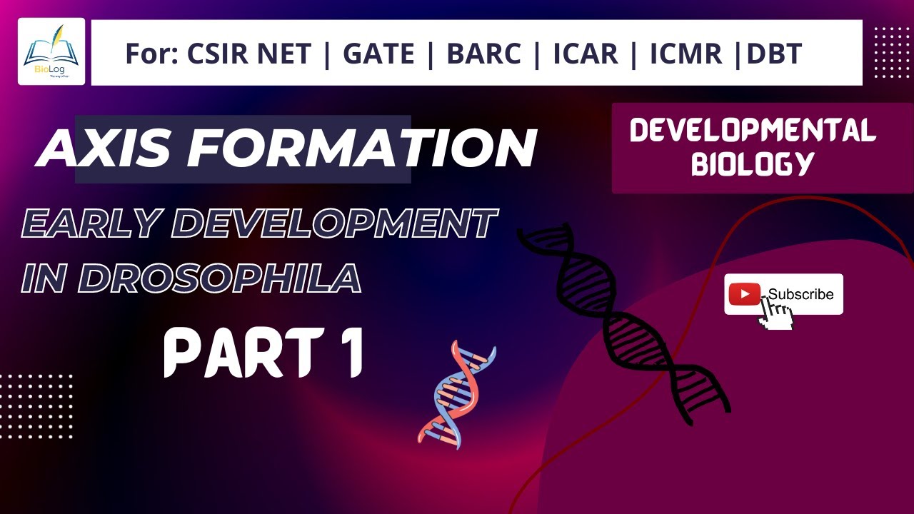 Axis formation in Drosophila || #csirnet #development #usha_yadav # ...