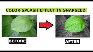 Color Splash Effect In Snapseed | Tutorial | SURROUNDED
