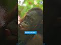 Baby Orangutan Makes Incredible Transformation