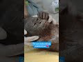 Baby Orangutan Makes Incredible Transformation