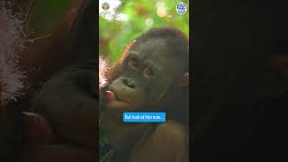 Baby Orangutan Makes Incredible Transformation