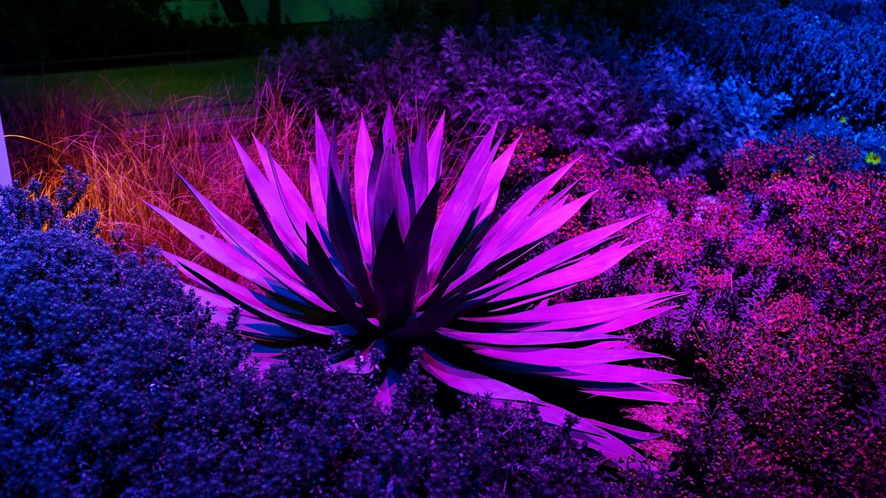 The Glowing Garden #longwoodgardens