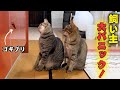 大のゴキブリ嫌いの飼い主にゴキブリがいることを知らせる猫たち