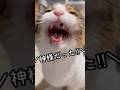 今日のおしゃべり小町。今流行りのやつをやってみた。