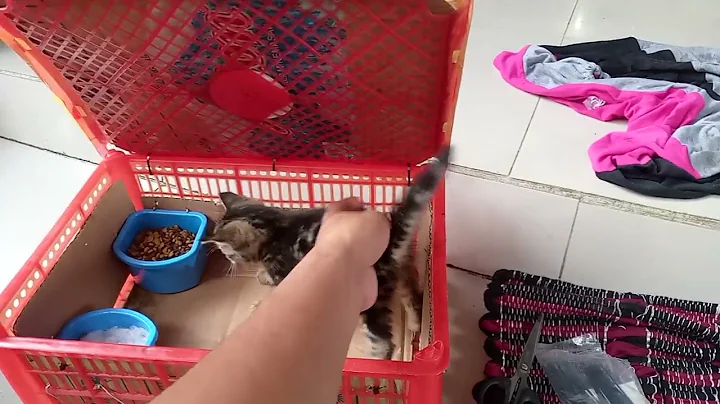 Video 652861: kucing bengal mix, bengal mix kitten