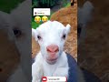 Faizan Name Status FaizanName FunnyVideo ComedyVideo Faizan K Naam Funny Goat Video Trendingforu 