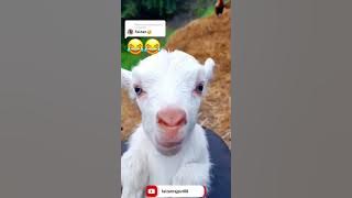 Faizan Name Status #FaizanName #FunnyVideo #ComedyVideo Faizan K Naam Funny Goat Video #trendingforu