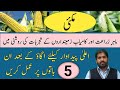 Tips to get maximum yield production of maize  maize cultivation in pakistan  kissan ki baat