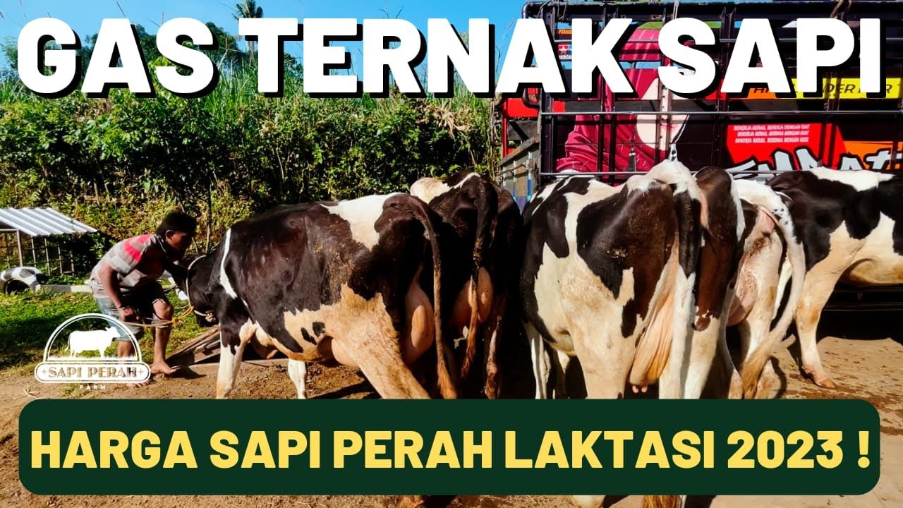 OALAH !! CUMA SEGINI HARGA SAPI PERAH PER EKOR ? PANTAS KURANG DARI 3 TAHUN 'BISA' BALIK MODAL $$$