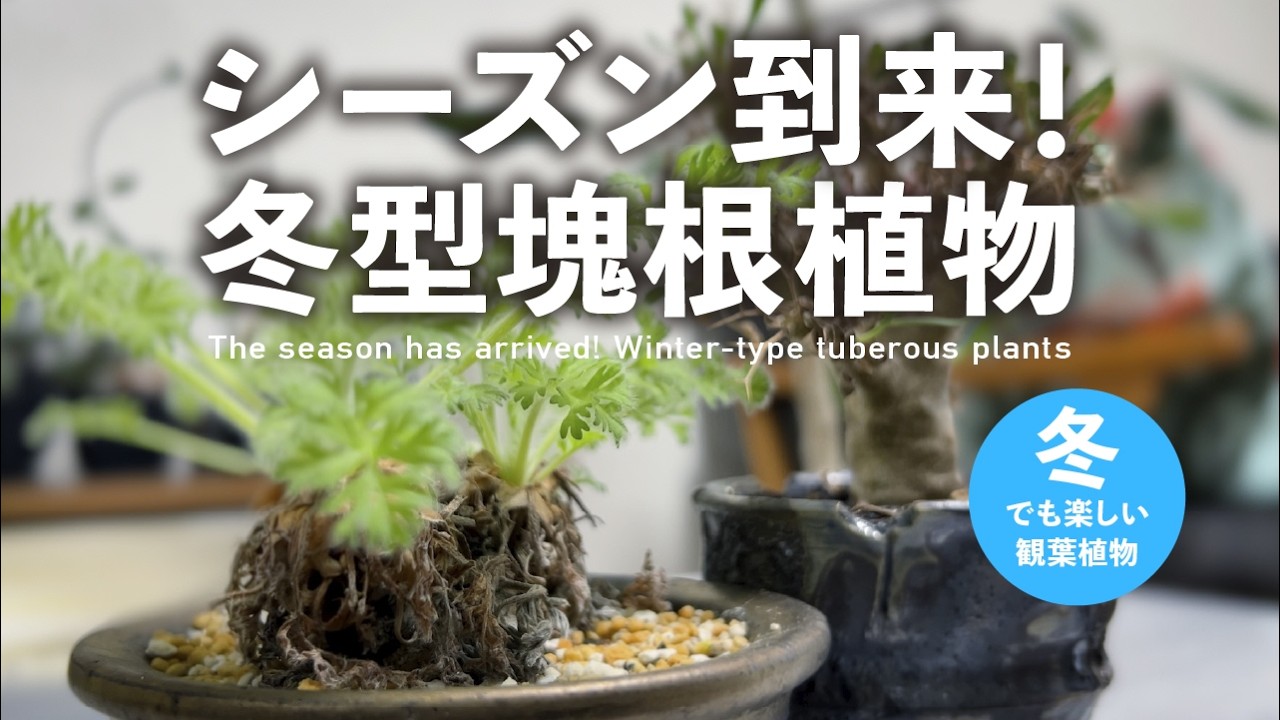 【塊根植物】これからが本番！冬型塊根植物の世界！