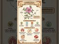 Drug-dhanvayasa🌿✨️ #multivitamins #natural #natural #skincare