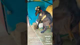 کارگو بکری ساہیوال/کارگو کا طریقہ/کارگو آل پاکستان hafiz goat farm luddan