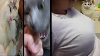 甘える猫と咬む猫　(おまけ映像～嫁ごしから見る白モフ～)