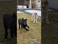 Das Wetter Ist Gut Hundeleben YouTubeKurzvideos Hunderasse Haustiere Hundekurzvideos