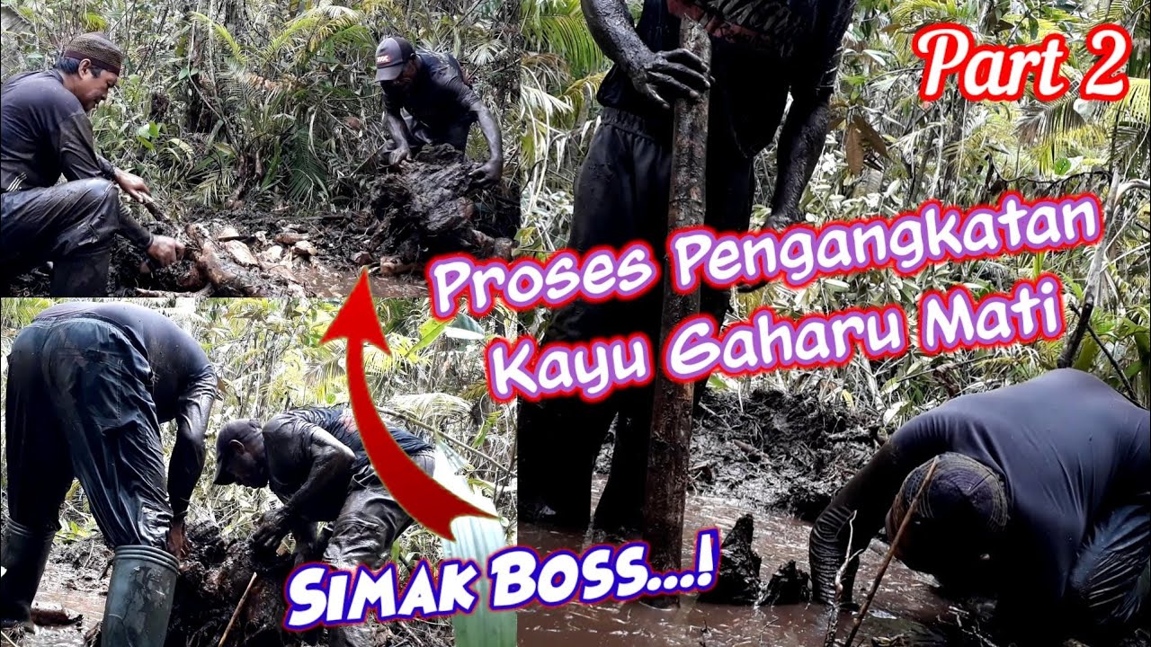 Proses Pengambilan Kayu Gaharu Mati Dalam Tanah