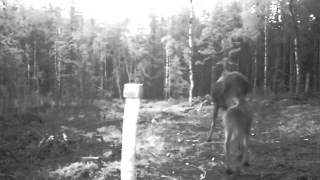 Mother Moose Protects Baby Calf From Hungry Wolves