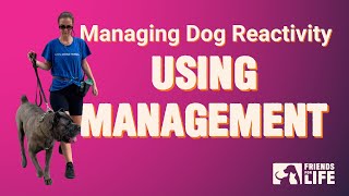 Managing Dog Reactivity  Using Management (Part 2)