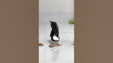 Tâm sự từ xa với mèo cưng nhờ Robot camera Ebo Air và Ebo SE