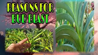 REASONS OF ORCHID BUD BLAST Aborting Falling Rotting V106