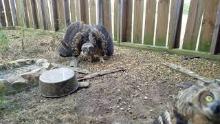 juvie great horned owl threat display 6 4 19