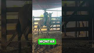 Agora você entendeu como fazer o animal ficar parado? #doma #domademuares #cavalos #domador