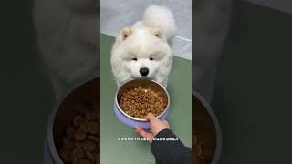 The Real Record of Old Can s Retirement #Cute Pet Debut Plan #dog#Cute pets#Royal Senior Dog