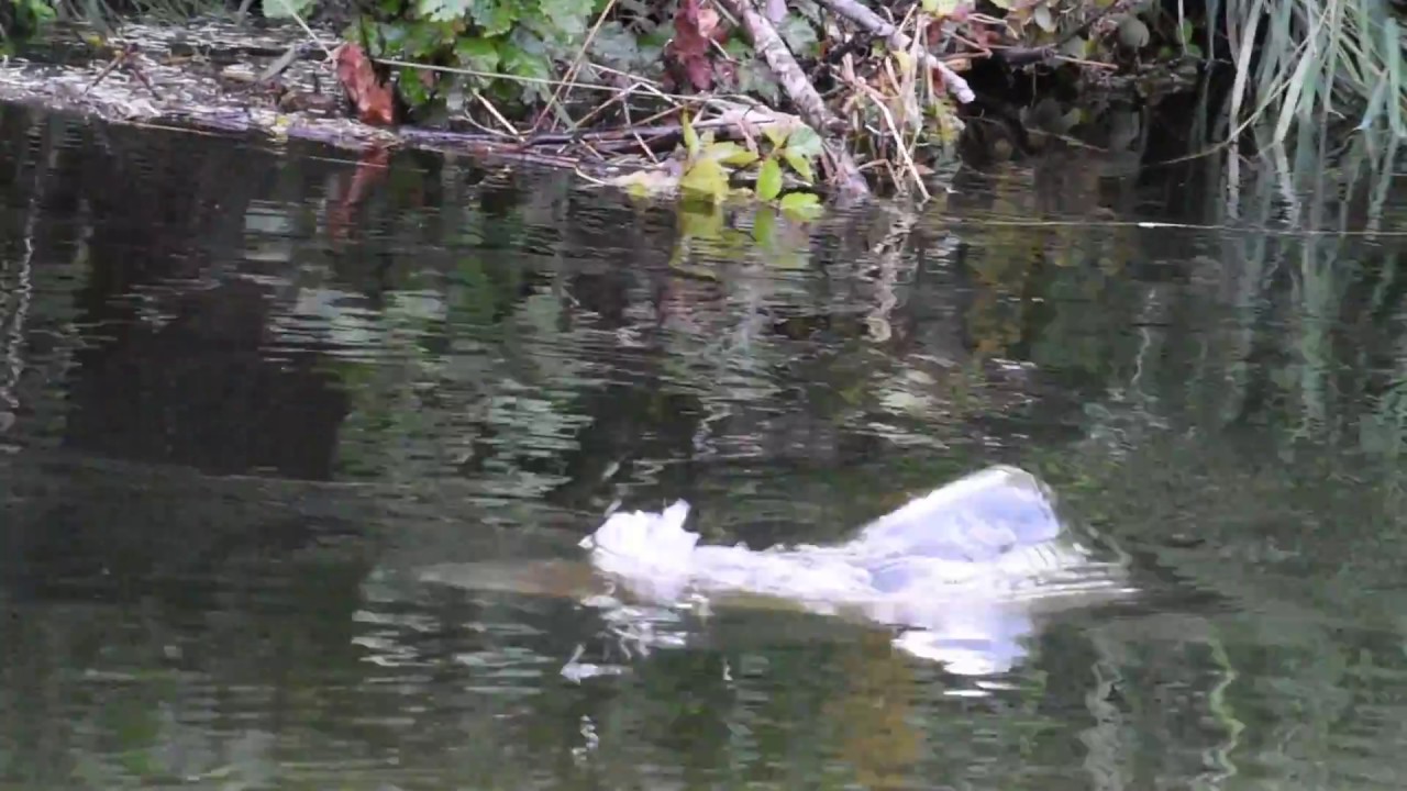 Alaskan Rainbow Trout Mouse Eat!