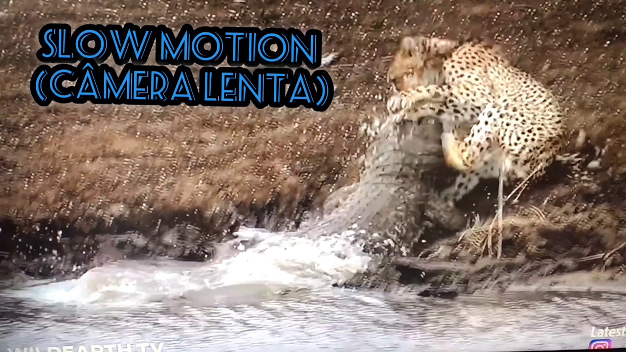 Crocodile eats Cheetah (Africa wildlife) - YouTube
