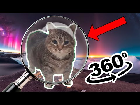 oiiaoiia cat 360º Finding Challenge