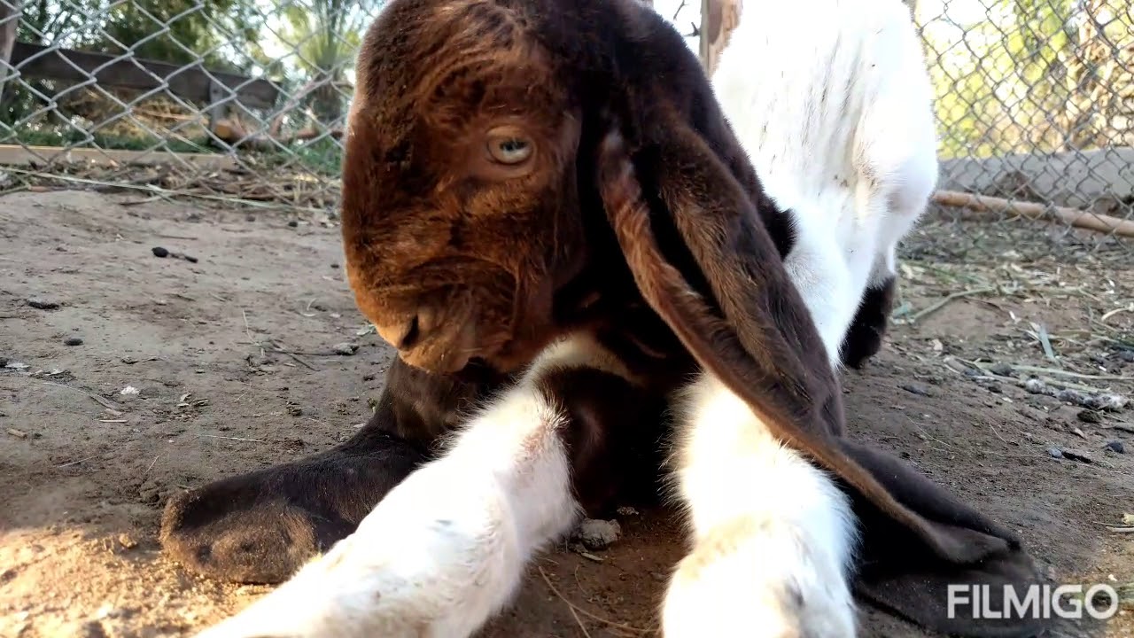 Combination with Baby Kids Goats making cutest noise and different