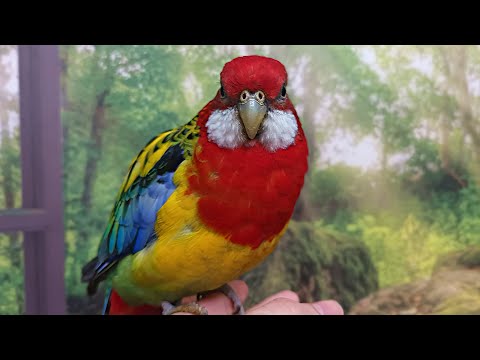 What are Rosellas Like as Pets?