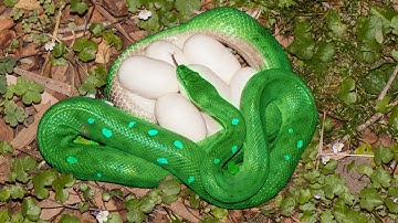 How Green Tree Python Laying Eggs And Hatching