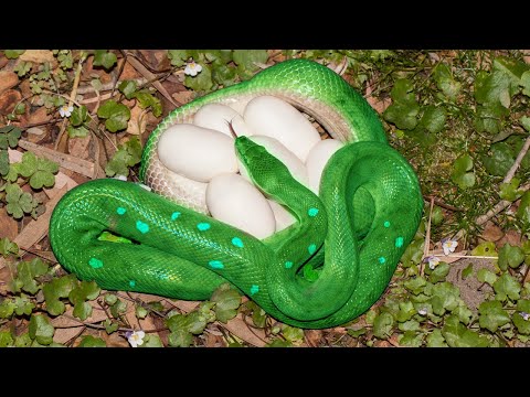 How Green Tree Python Laying Eggs And Hatching