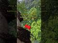 Pria Memanin Madu Hutan #shorts
