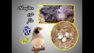 معلومات عن طائر الزيبرا : كم تبيض أنثى الزيبرا و كم مدة الحضن على البيض...