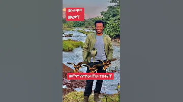 Amara Fano Shewa Music Zenatodaynews Shorts 
