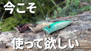 Legendary Lure] I tried using the Megabass Pop-X again and it