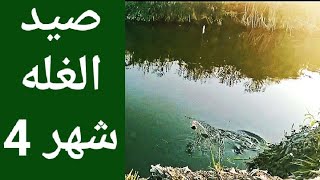 فيديو للمتعه الصيد بالغله رمضان كريم
