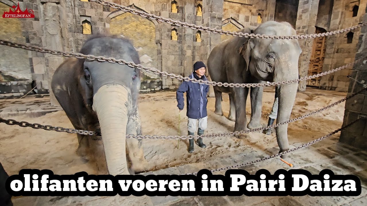 Olifanten Voeren In Pairi Daiza 2023 YouTube olifanten-voeren-in-pairi-daiza-2023-youtube