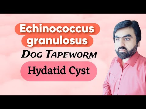 Echinococcus granulosus: تعارف، زندگی کا چکر، طبی نتائج، اور لیب۔ تشخیص