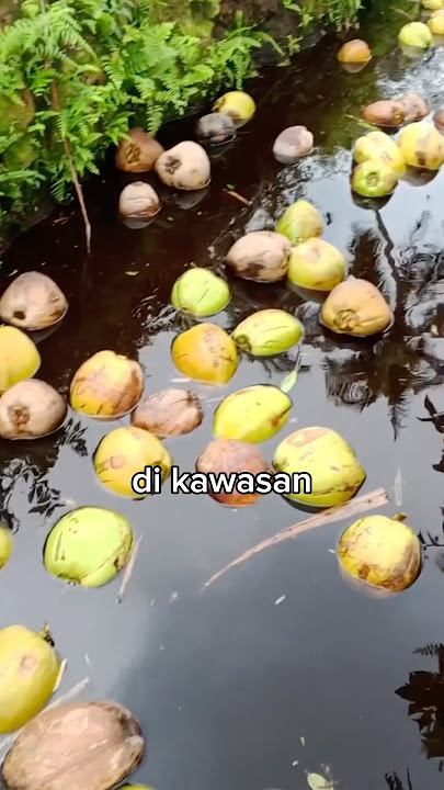 Kenapa buah kelapa dihanyutkan melalui parit #faktamenarik