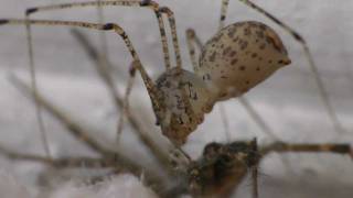 Spitting Spider (Scytode) Captures a Spider